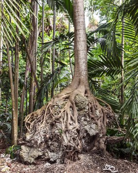 Anastasia Samoylova Roots, 2018, aus der Serie FloodZone, seit 2016