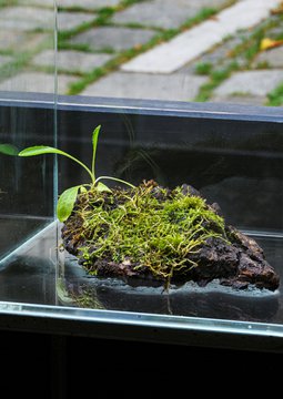 Close/d, Anita Fuchs, Blattvergesellschaftungen (Detail)