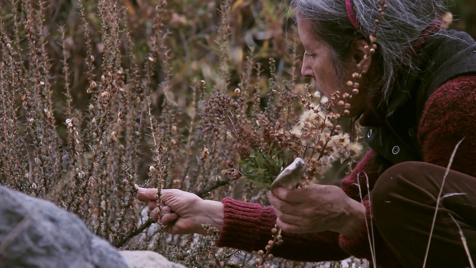 Ältere Frau mit grauen Haaren pflückt getrocknete Gräser