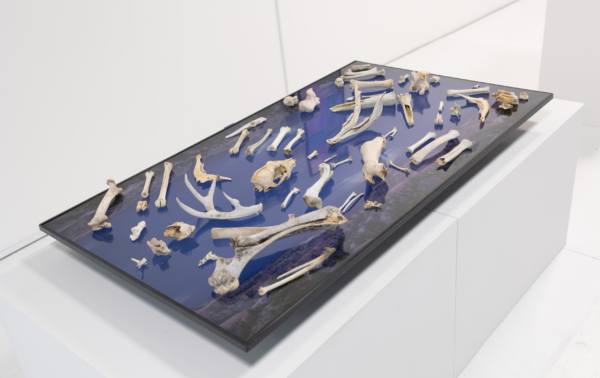 blaues Vitrinen Display mit Knochen