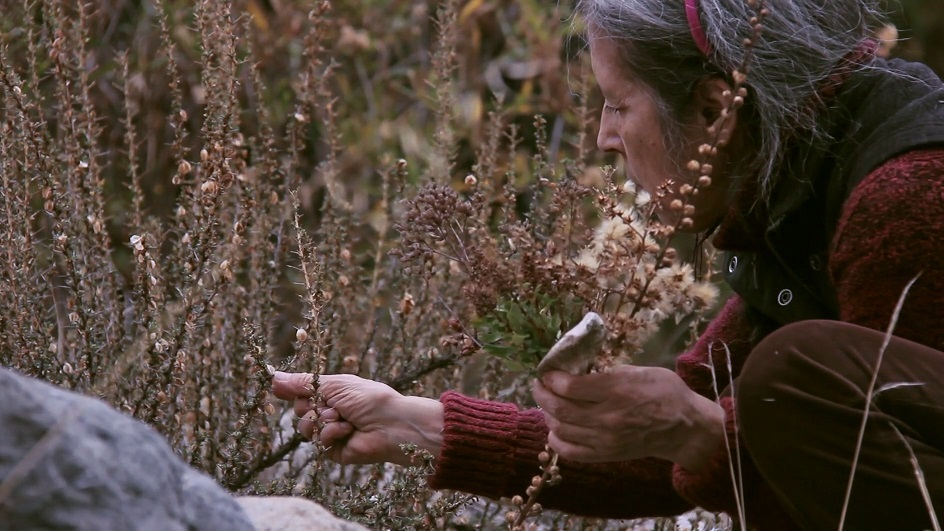 Ältere Frau mit grauen Haaren pflückt getrocknete Gräser