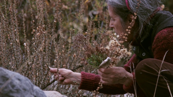 Ältere Frau mit grauen Haaren pflückt getrocknete Gräser