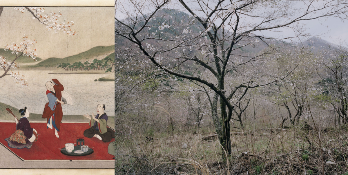 Japanisch anmutende Zeichnung von Musikern unter einem blühenden Baum am See, daneben ein Foto eines Baums mit Bergen dahinter