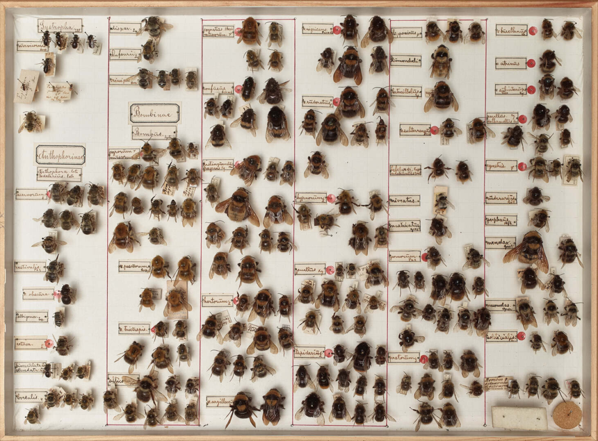 Ausgestopfte Hummeln mit Text in einem Rahmen