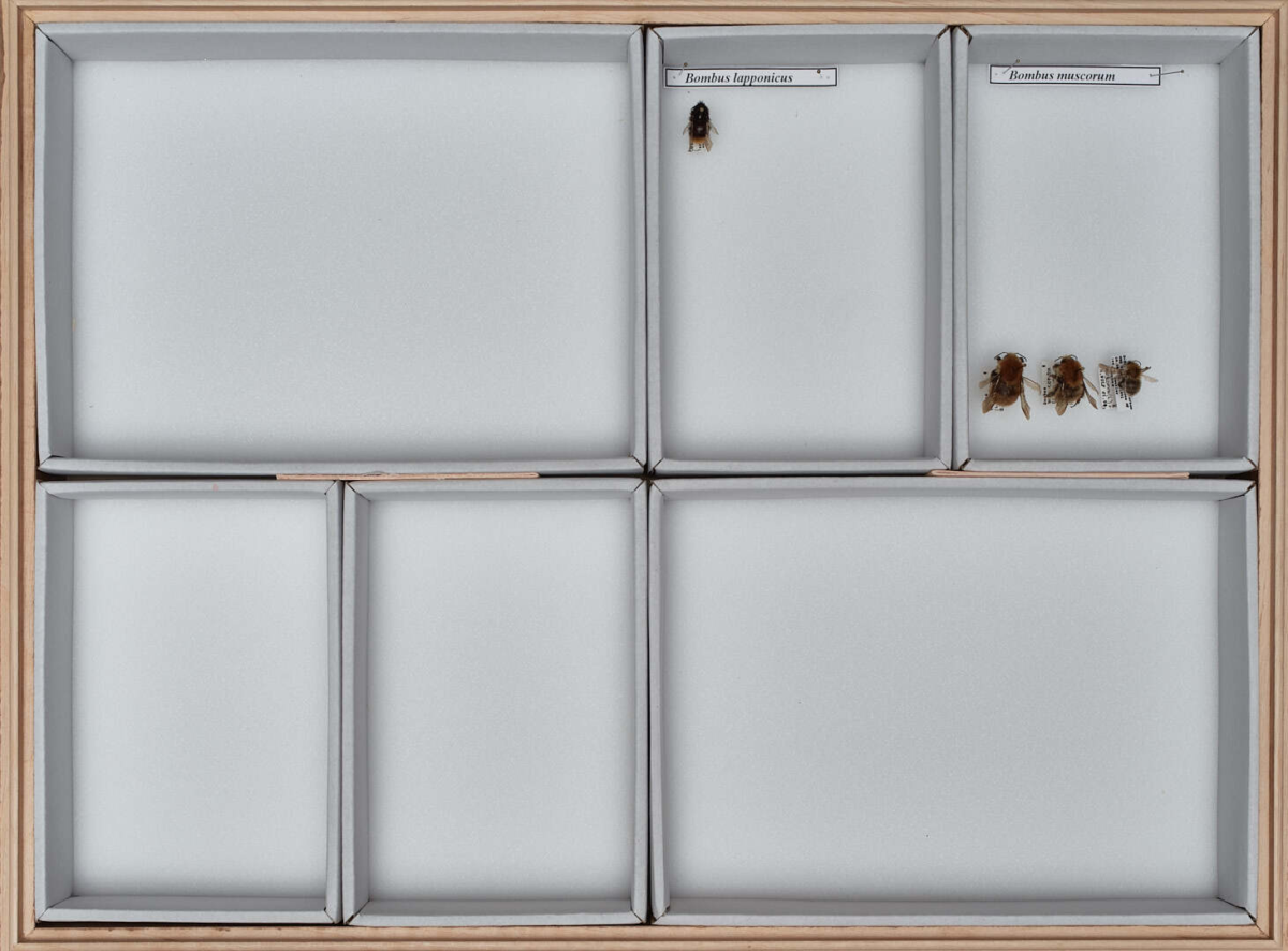 Ein Rahmen mit vier Hummeln und Text