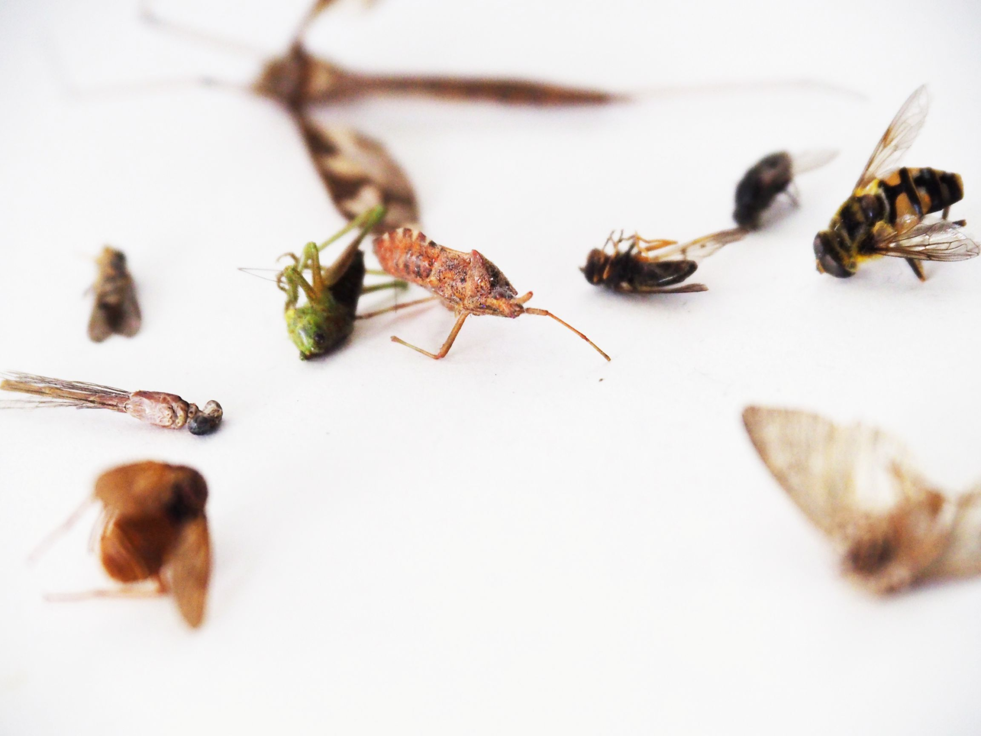 Various dead insects lying on a white background