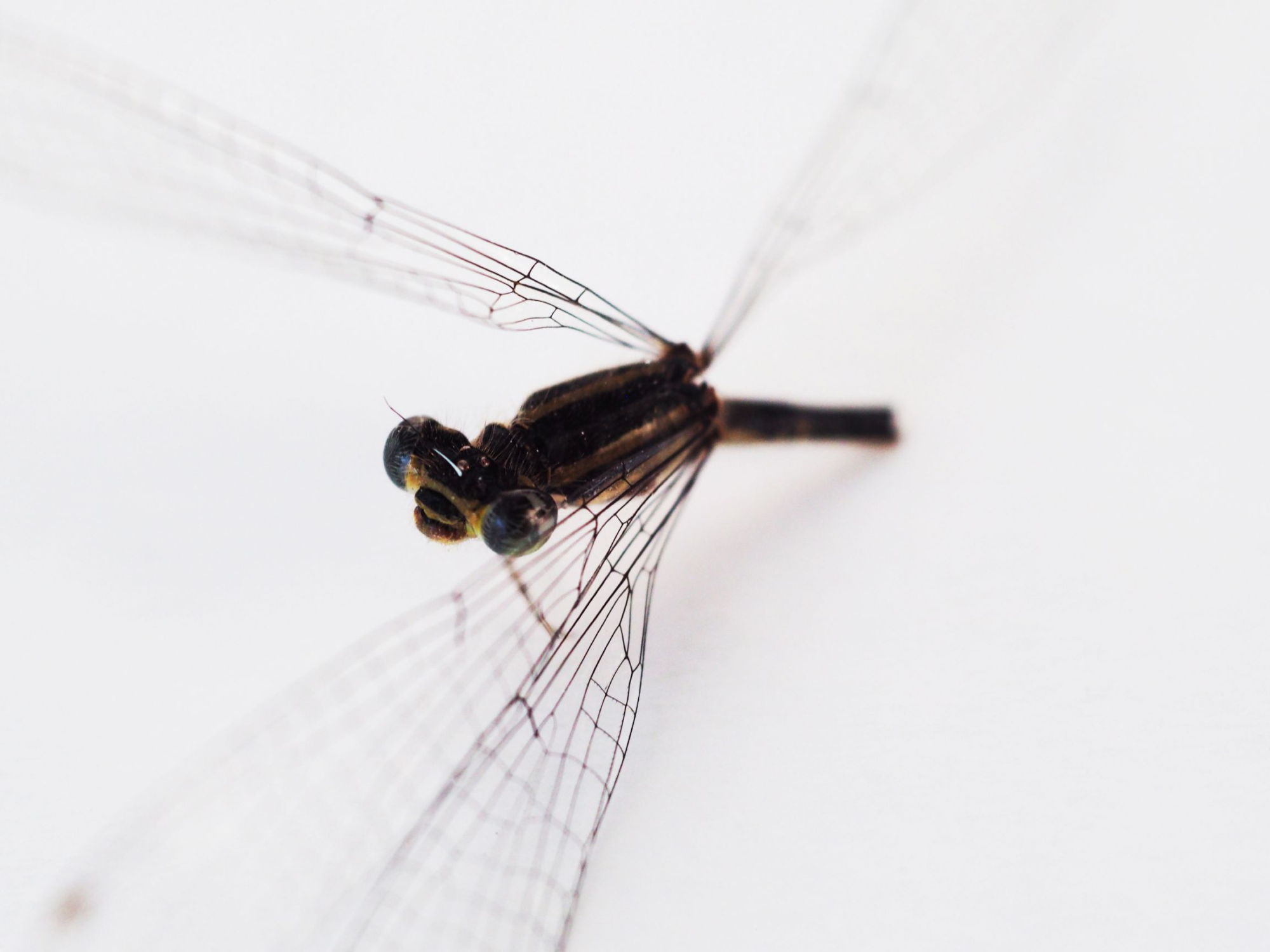 Dead Dragonfly on white background