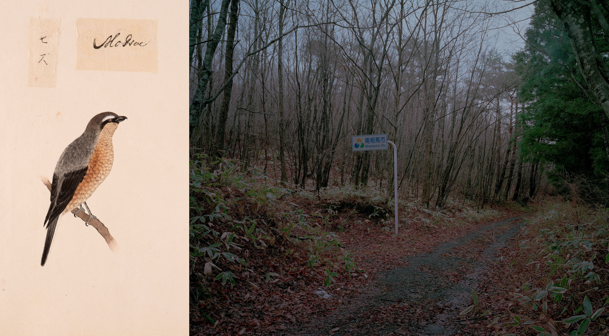 Geteiltes Bild mit einer handgezeichneten Vogelillustration auf einem Ast auf der einen Seite und einem Foto einer Waldstraße mit einem Schild auf der anderen