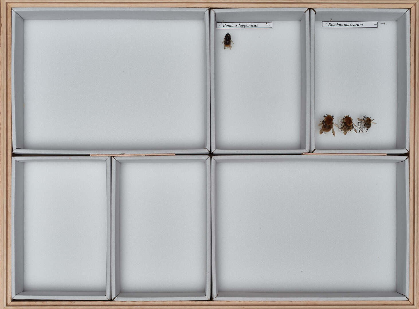 Ein Rahmen mit vier Hummeln und Text