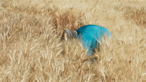Person in blauem Shirt bückt sich in einem Kornfeld